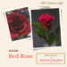 Sugar Red Rose - The Dream Cakes