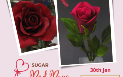 Sugar Red Rose